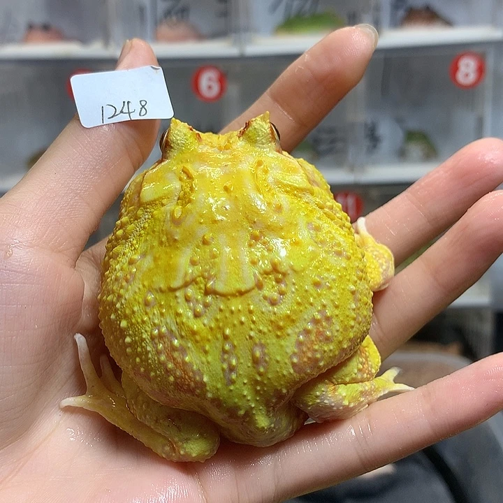 角蛙1248福利大黄金