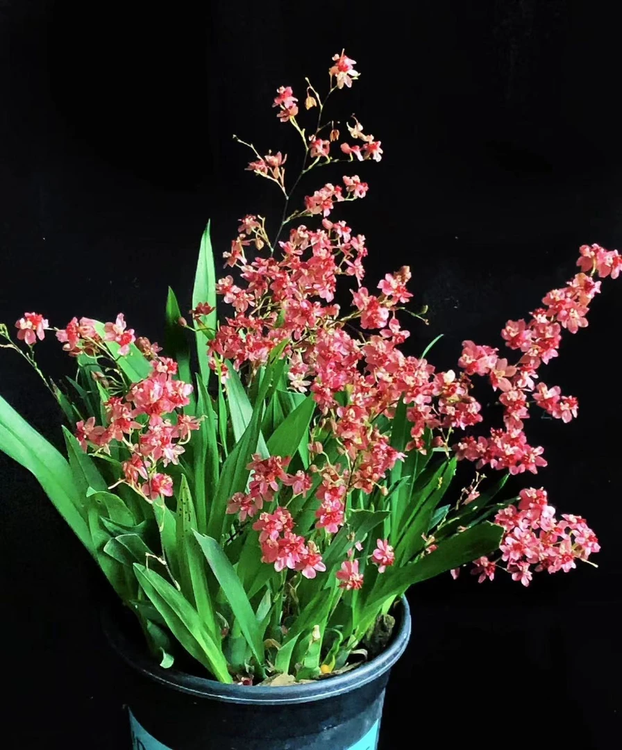梦香兰(满堂红 95~110盆) 精品兰花绿植盆栽