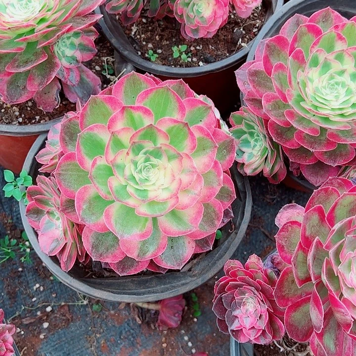 粉玉芙蓉小盆多肉植物