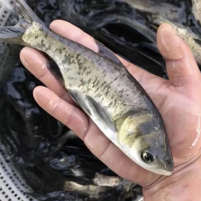 花鲢鱼苗 大头鱼 胖头鱼 鲢鳙鱼 淡水养殖净化水质包邮包活