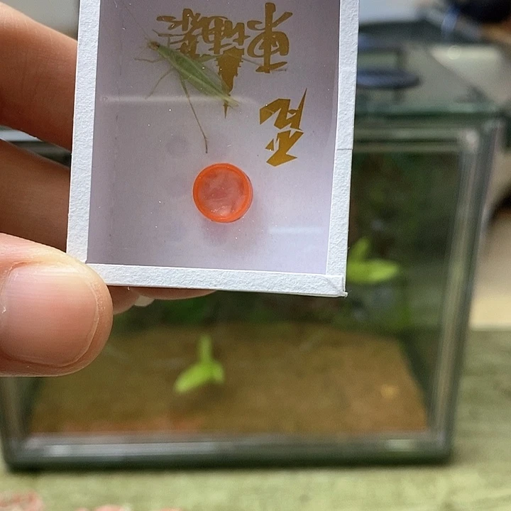 柬埔寨竹岭三只啊啊