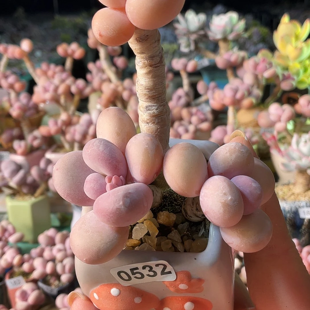 ʚ****ɞ多肉植物的生长发育与生长发育