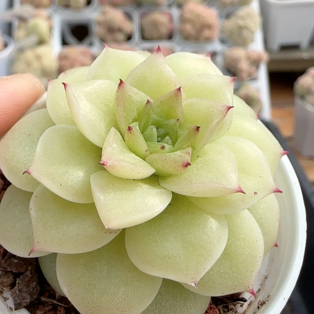 【闪购商品】0214-79优选麦杆