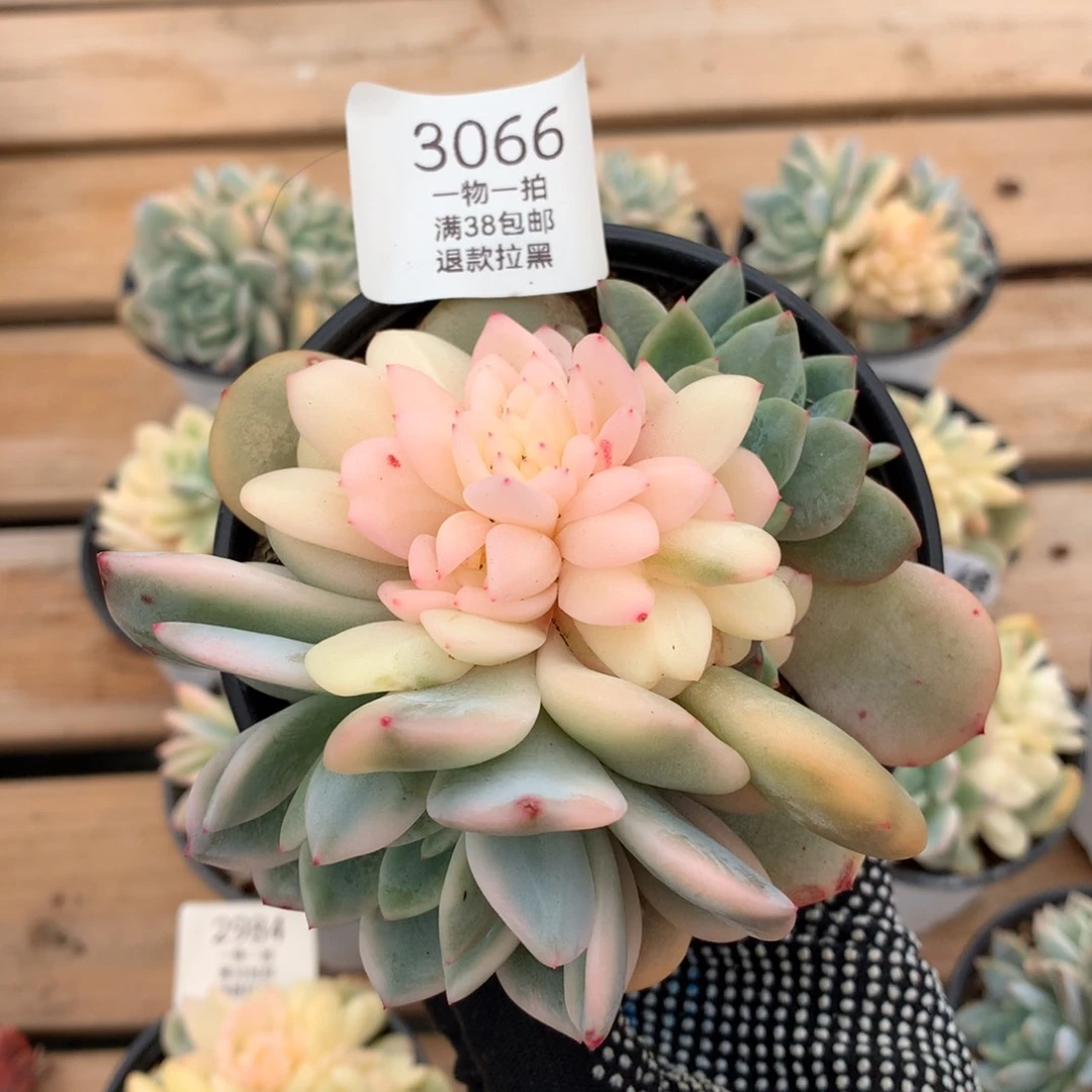 11厘米七头有砍梦露锦3066