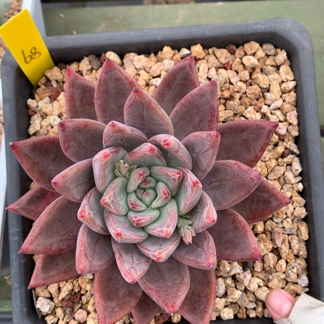 我们家的小姐姐们