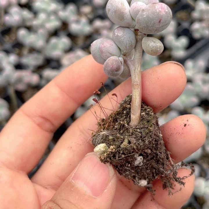 李***鲤一物一拍李锂专拍