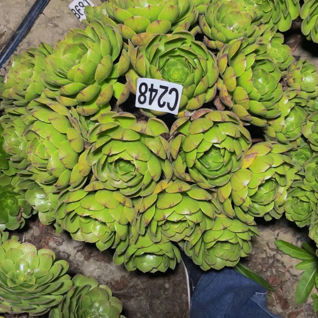 万拉丝14//////11包邮