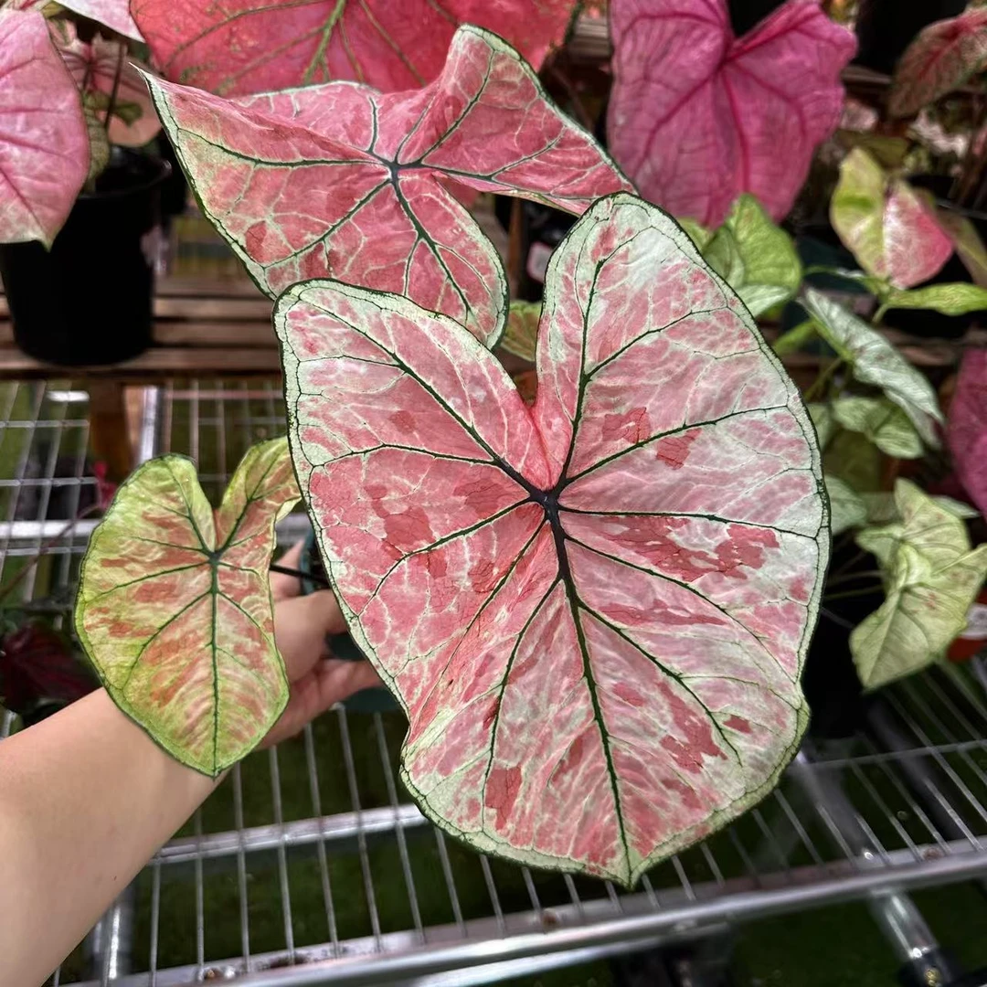 【雅哈哈】彩叶芋锦化进口超大球根室内桌面阳台好养热植