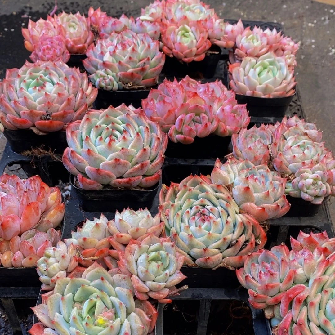 781多肉植物保护研究所所长