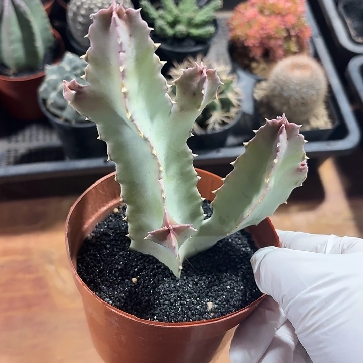 尘*间四方罗磨仙人球123