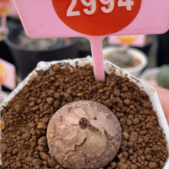 南非龟甲龙29942994