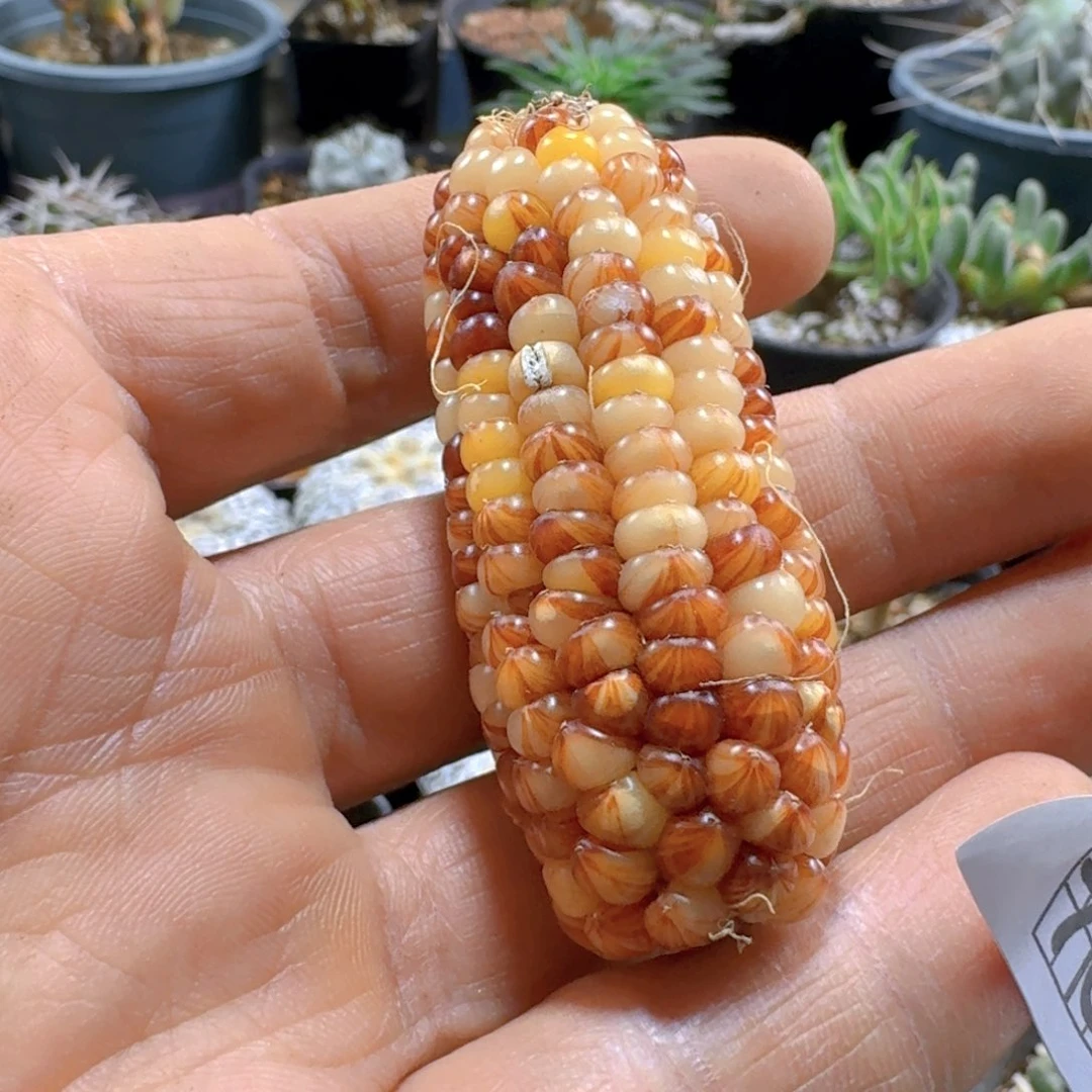 705文玩玉米脱土发货