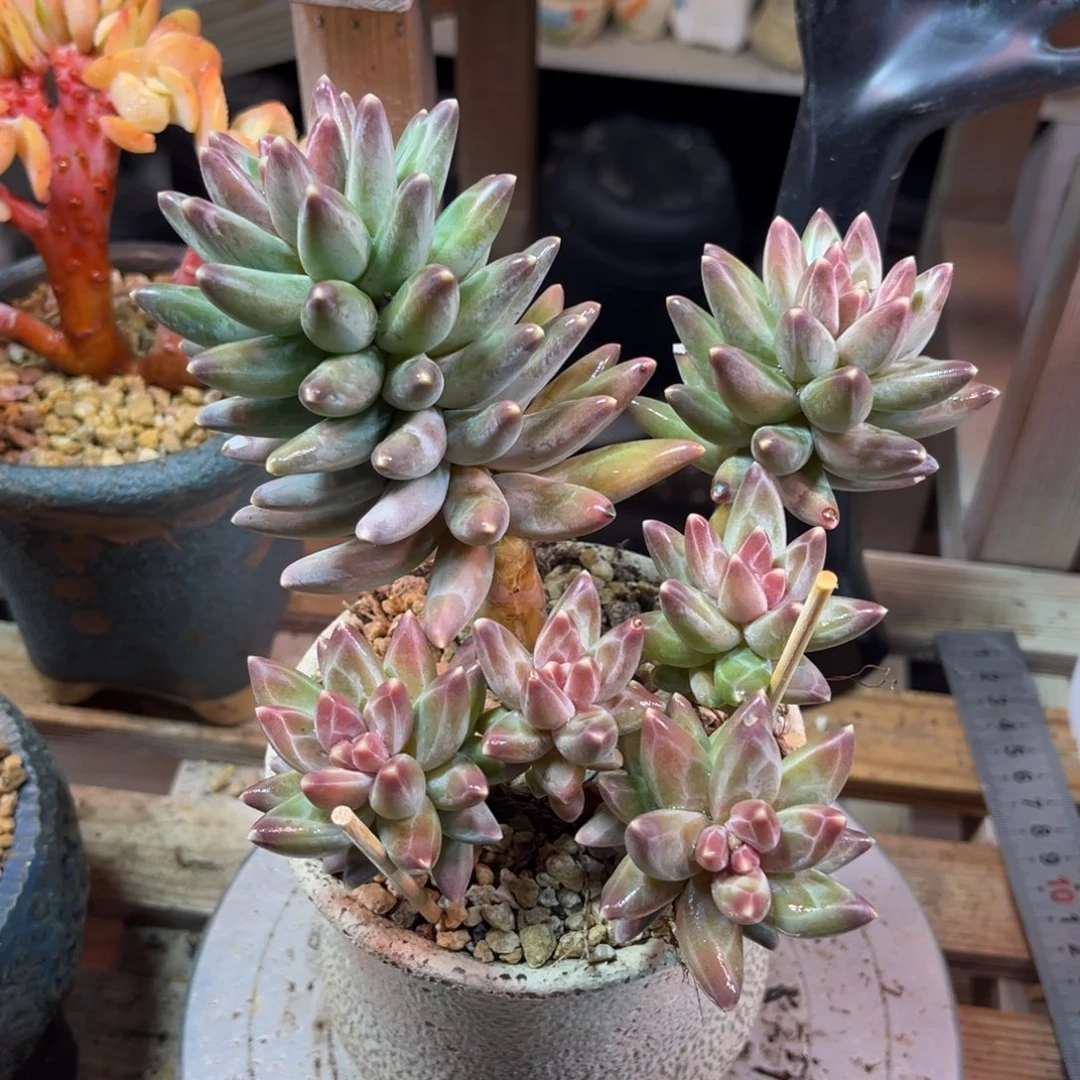 乌拉ditajinjinnvnvni