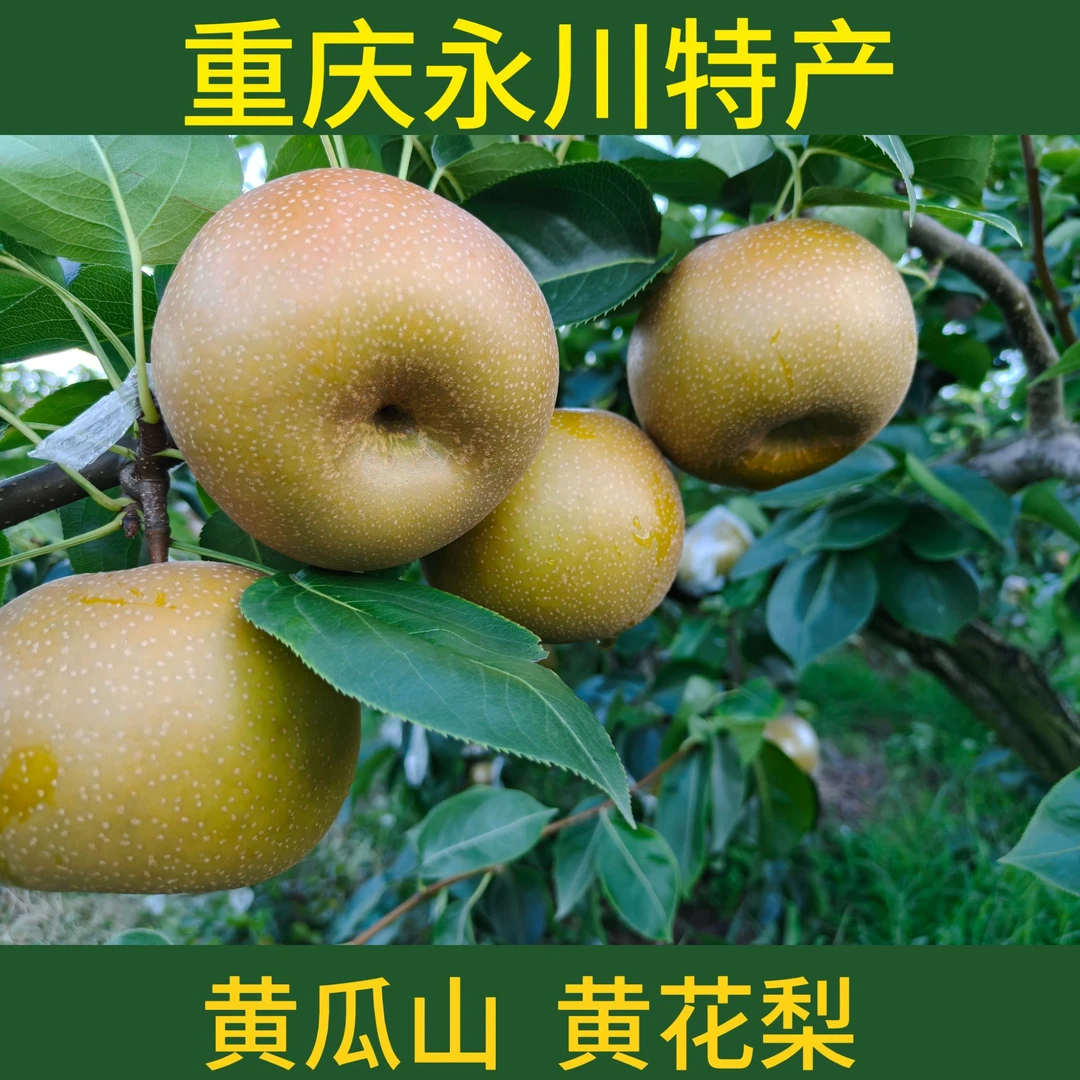 【其他地区】永川黄瓜山黄花梨脆甜多汁无渣现摘现发
