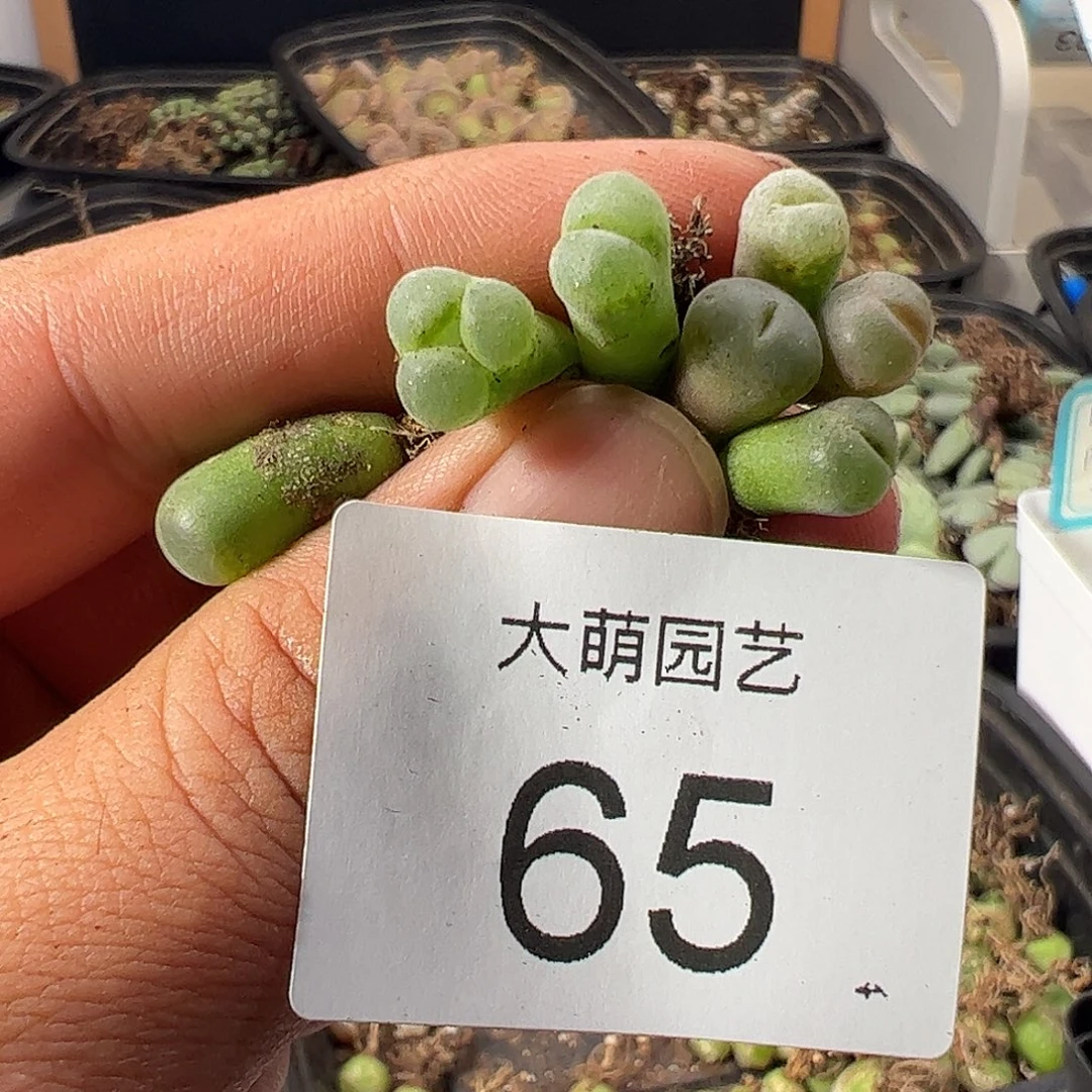 一物一拍粉女。     有疤无售后65