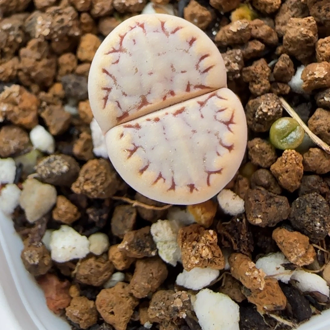 12.5.1621.6糖霜饼干9057