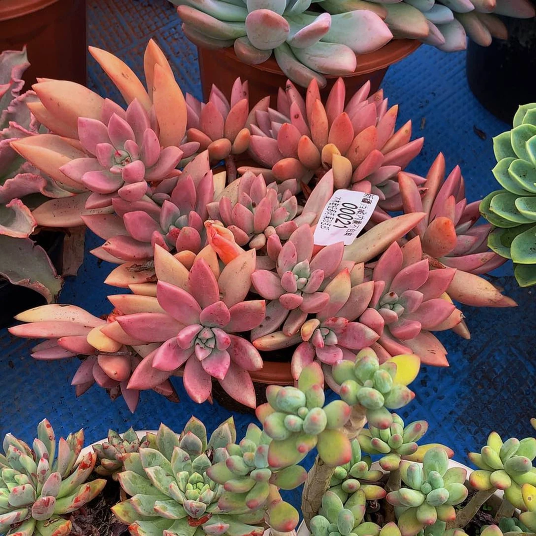 感***你    桃花源多肉00021