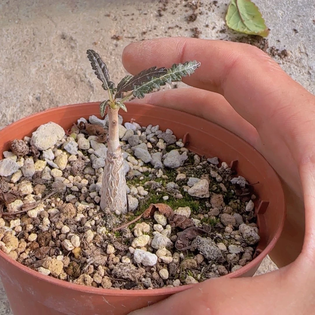 小*?块根植物块根植物