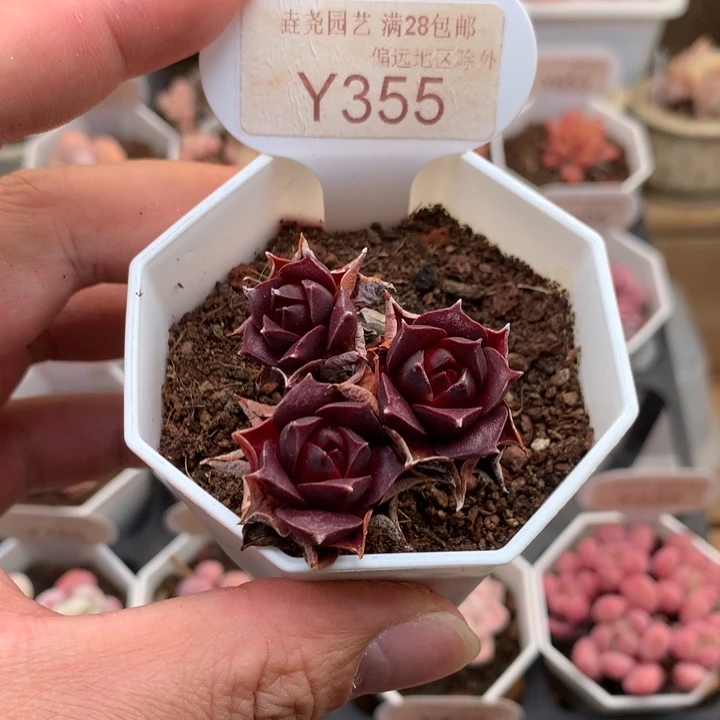 0355罗西玛3.5厘米