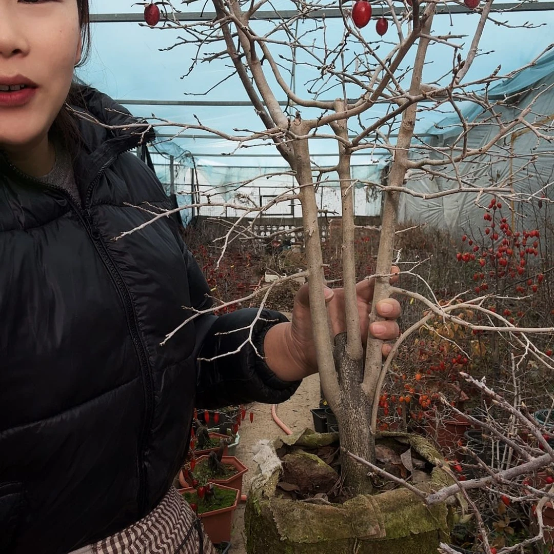 华***美完全开放老鸭木市