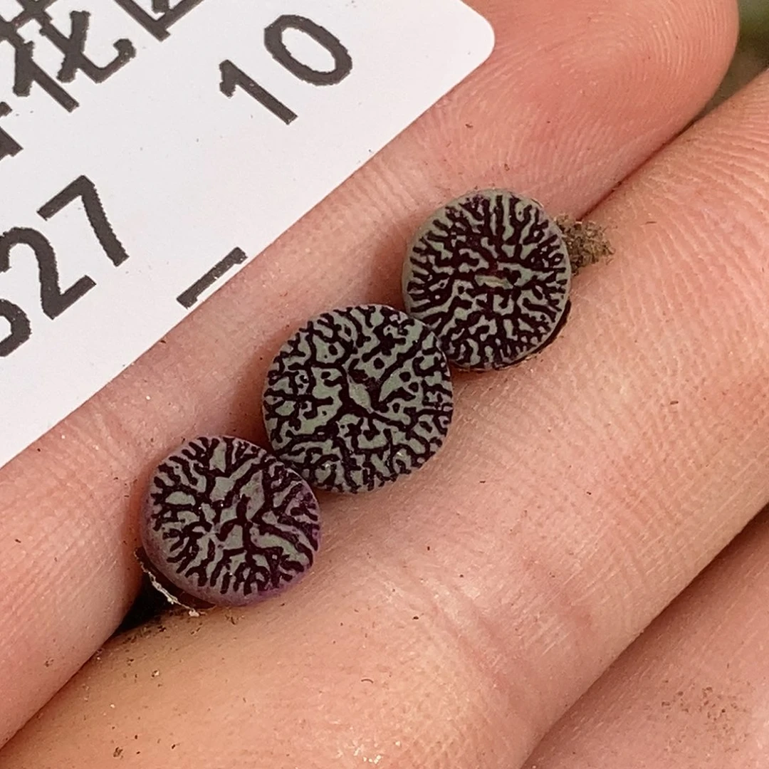 0827-10-超墨福利三颗脱土。