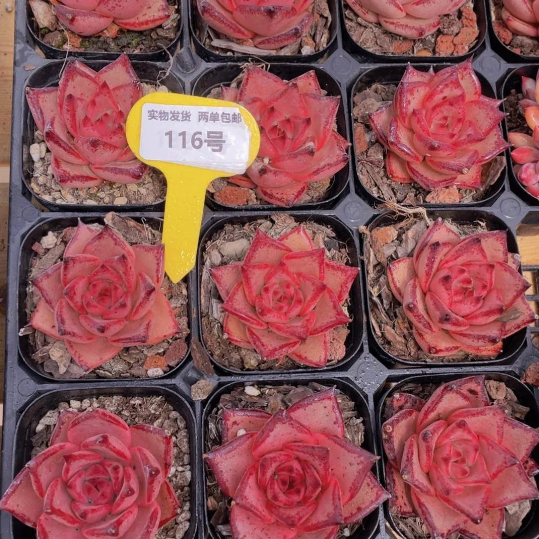 116号 罗密欧金牛座单头一个