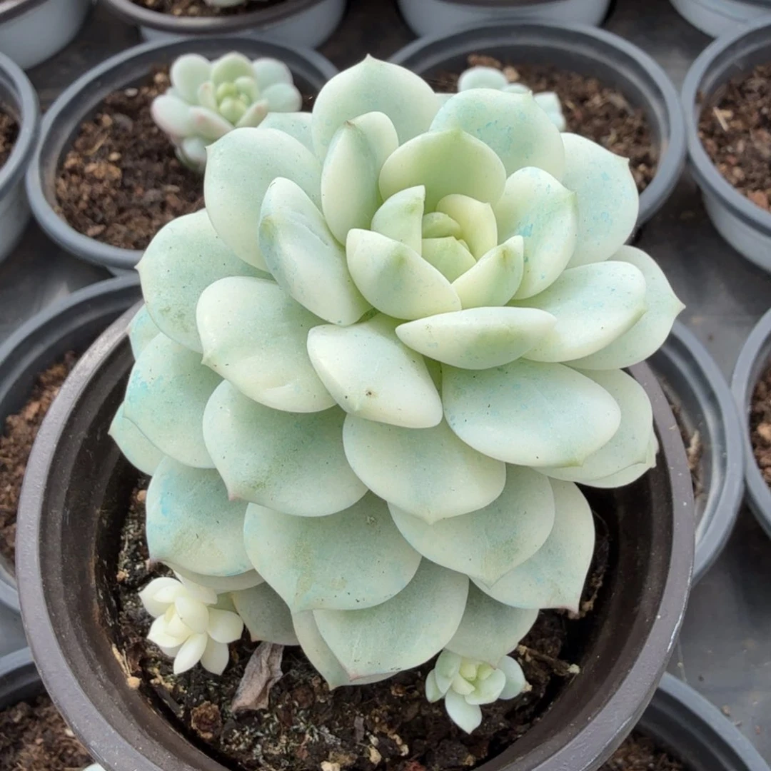 最新锦腹轮锦多肉锦