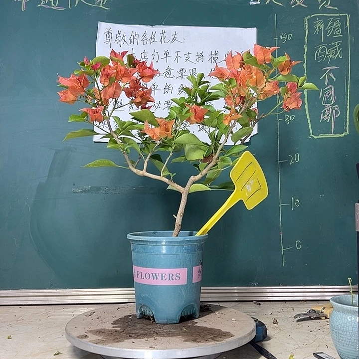 当前无花栽培后可以开花  佩德罗  117