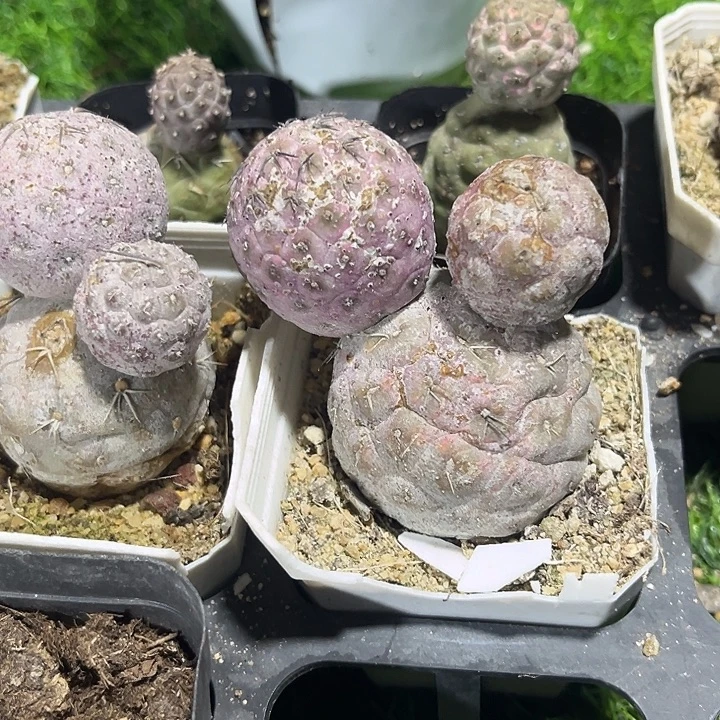 米奇习志野zzzzzzzz