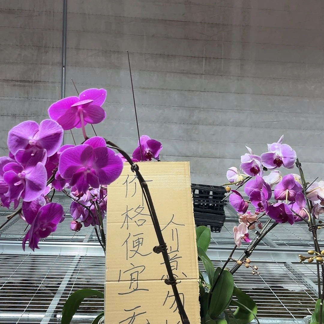 骁***希完全开放蝴蝶兰花后苗不售后