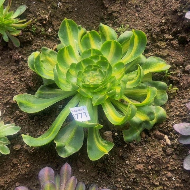 拾*@1771暴君 中奖黄花梨