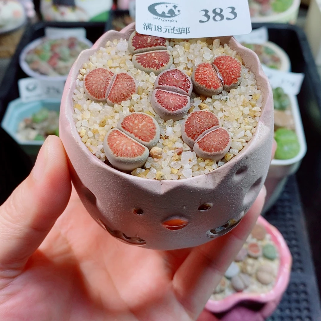 生石花花花花花花383