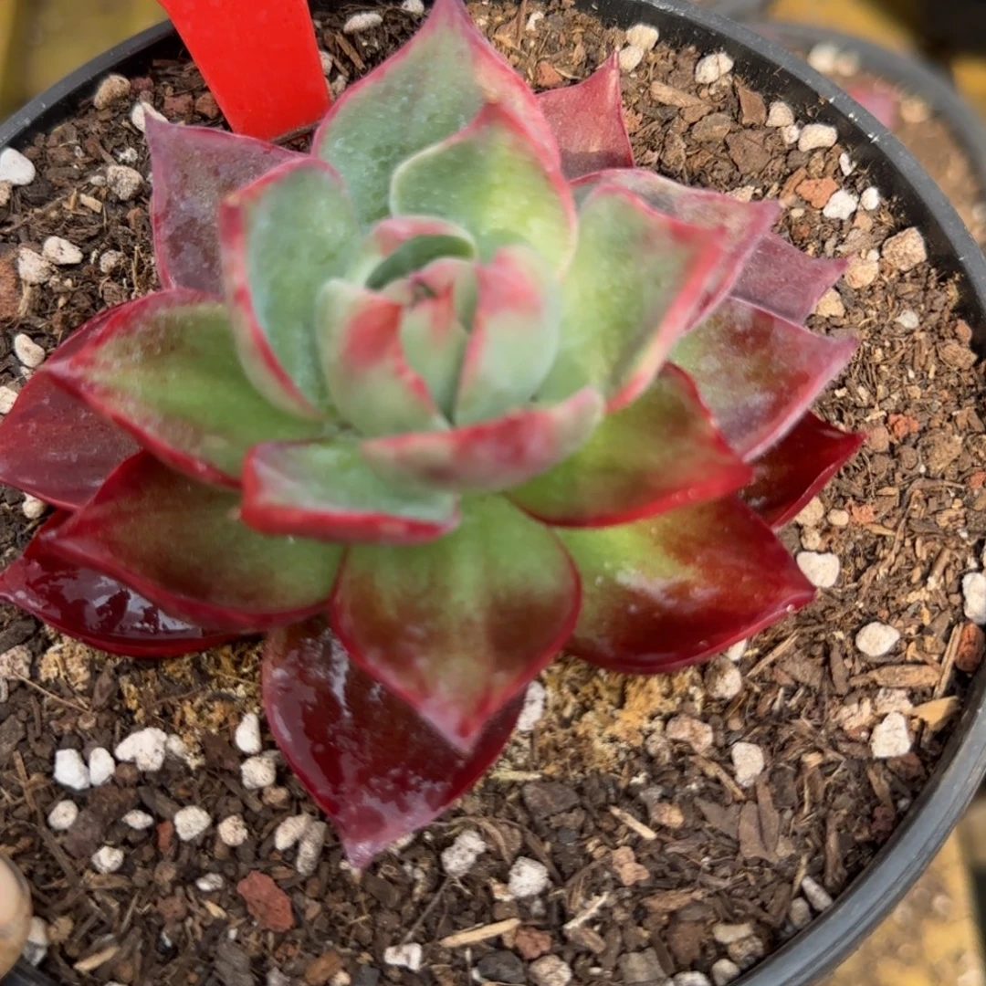 惊鸿一物一拍包装收缩花旱254