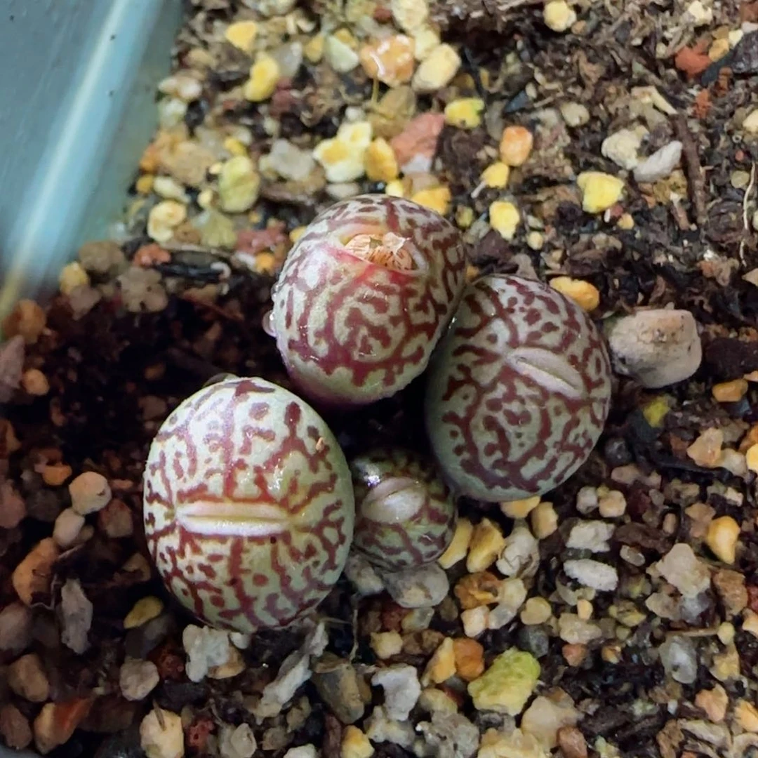 2-19-6-5当天满58包邮精品墨多肉脱土