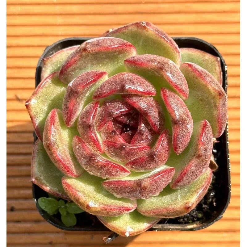 七方杯玄坛单头  前男友精品多肉 SM0655