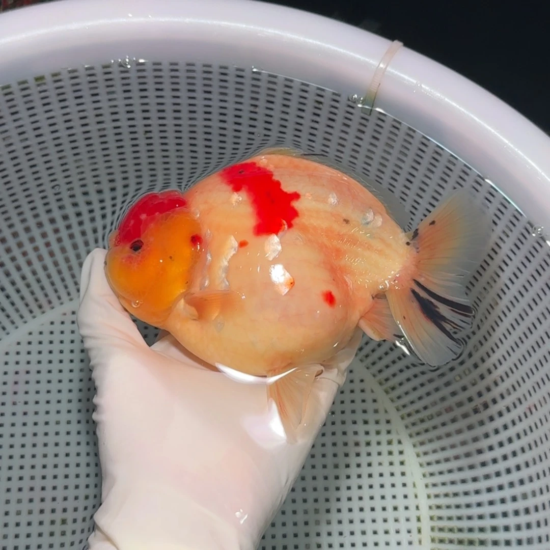 金鱼精品高货兰寿