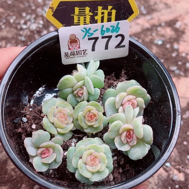 多肉植物多肉植物