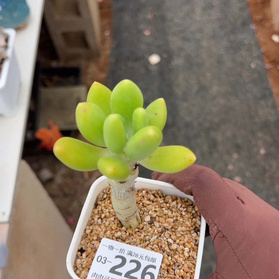 金蟾，多肉多肉多肉多肉