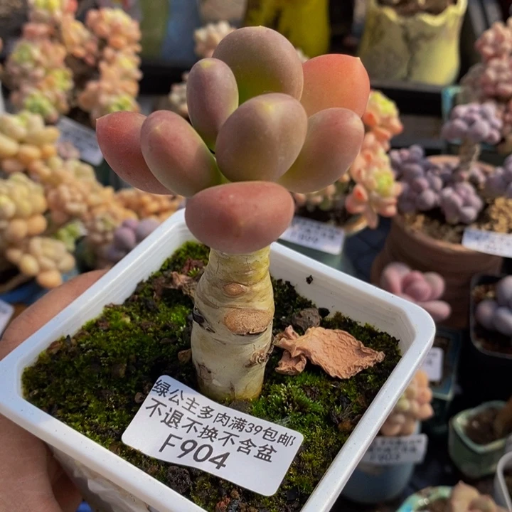 金蝉单头904多肉植物