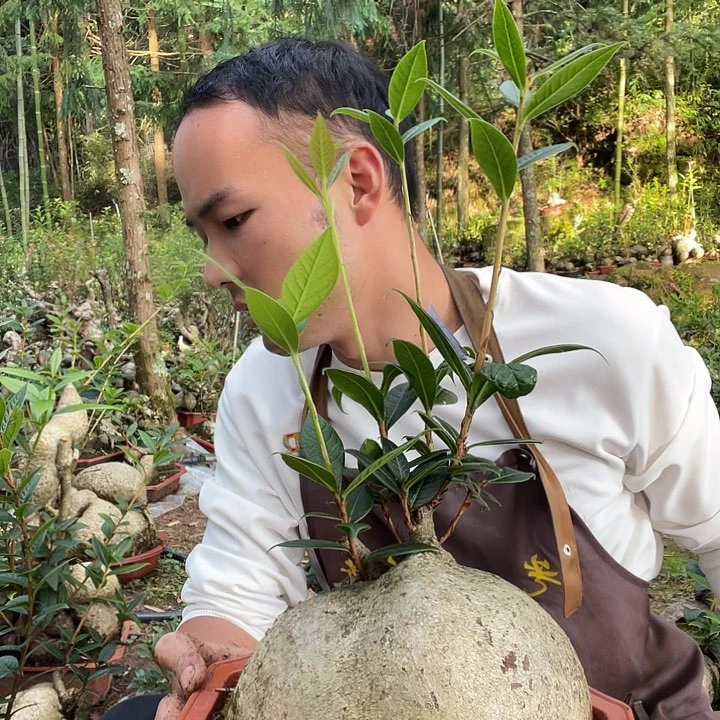 无花朵我也不知道我为什么