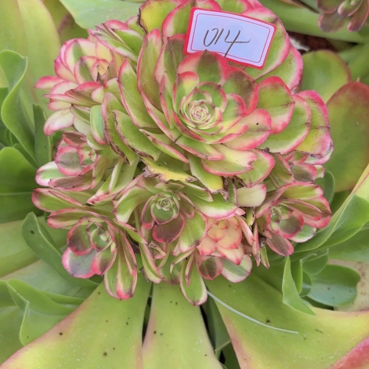 014海神无根18尺寸