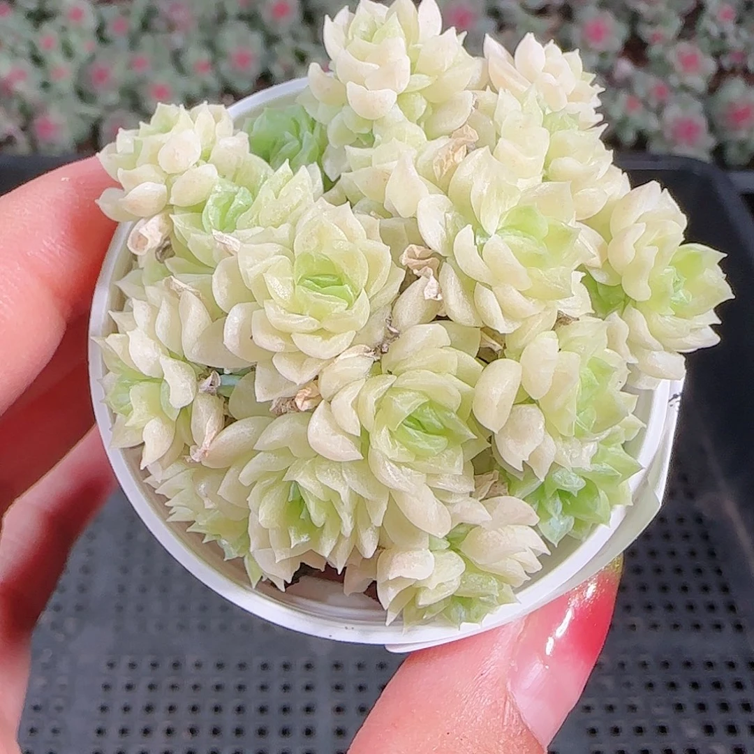0921-44麦秆优选不包整