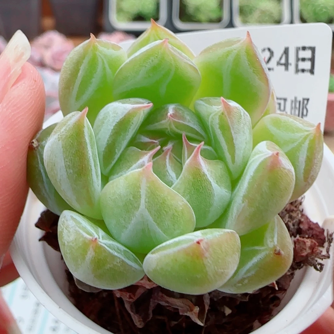 花语逸镜0924-42雪花珍妮