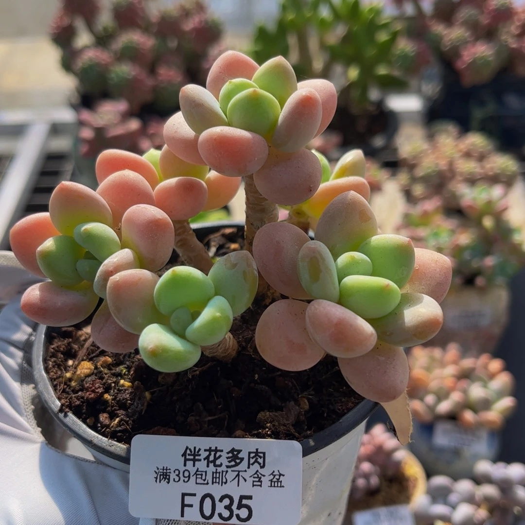 035-奶油香水洛神多肉8cm
