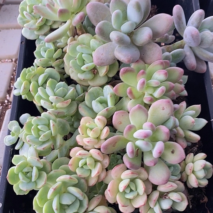 45 多肉植物盆栽花卉植物