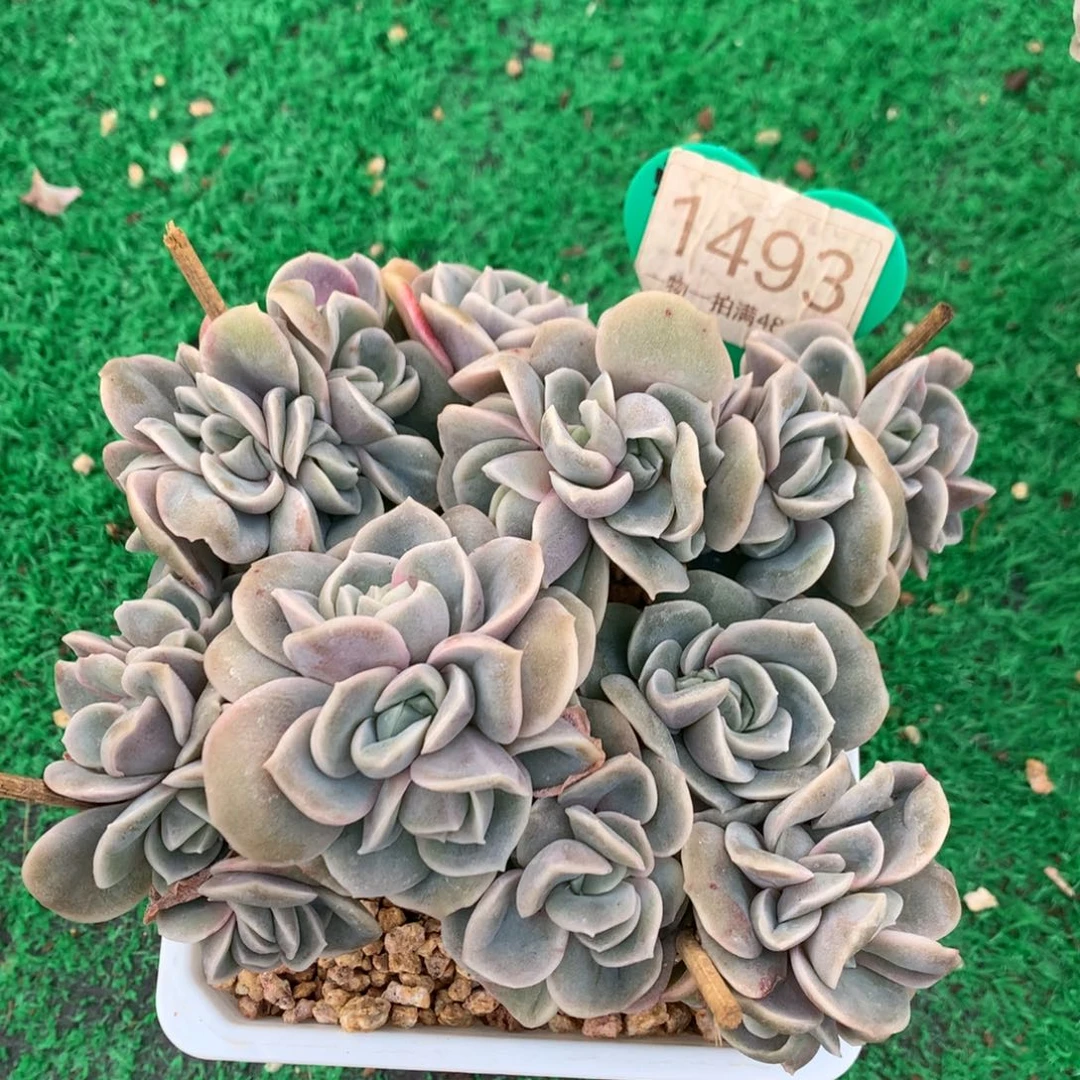 可爱玫瑰朵朵树一物一拍1493