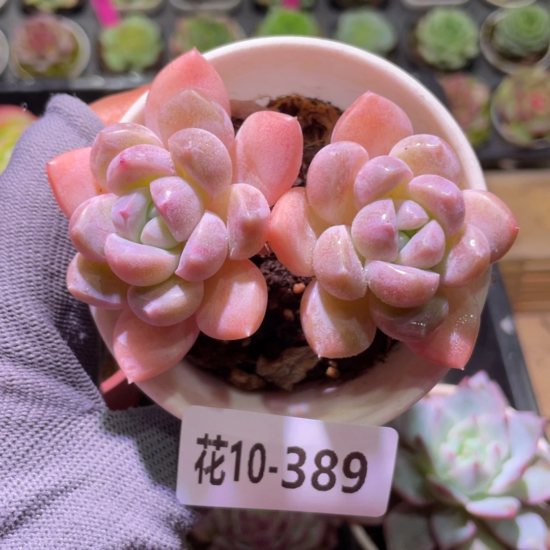 花利美10-389奶糖