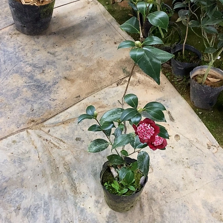 口红。    茶花。