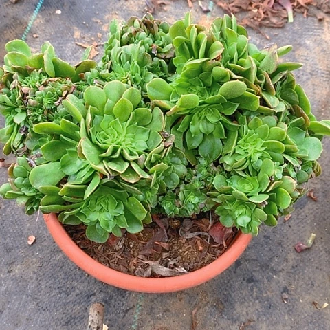 773香炉盘缀化多肉植物