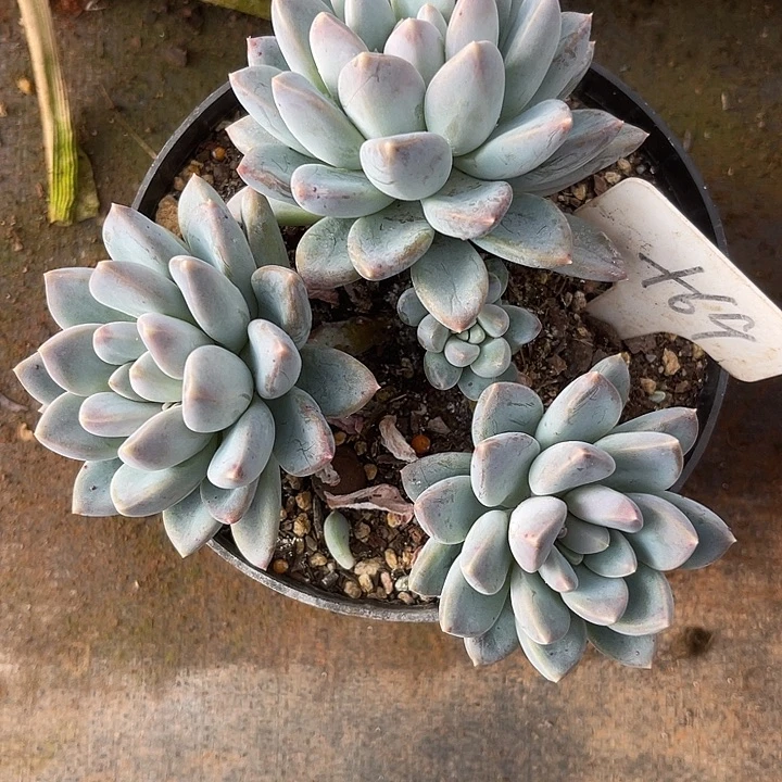 两单包邮，不售后，散69奶糖